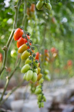 Akıllı tarım teknikleri hidroponik salata teknolojisi domates kırmızısı yeşil taze sürdürülebilir tarım sağlama sağlıklı beslenme desteği yerel çiftçiler gmo olmayan