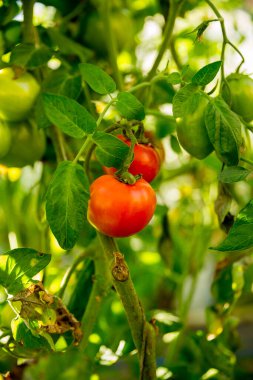 Akıllı tarım teknikleri hidroponik salata teknolojisi domates kırmızısı yeşil taze sürdürülebilir tarım sağlama sağlıklı beslenme desteği yerel çiftçiler gmo olmayan
