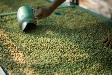 Akıllı çiftçi tekniklerini kapatın kahve makineleri kızartma aletleri kuru güneş ışınları güneş ışığı güneş ışığı taze bahçe tarımı çiftçi kavramı çiftliği arka planını bulanıklaştırıyor