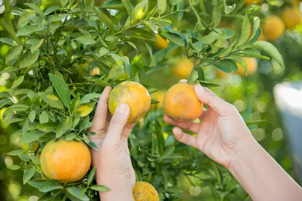 Olgun turuncu tarım kavramı çiftçi, meyve narenciyesi meyve bahçesi mandarin ağacı yetişen organik yapraklar, arka planda yeşil canlı bahçe yaprağı yaprakları, bitki örtüsü, yakın büyüme dalları.
