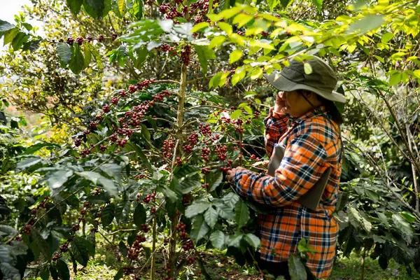 Çiftçi konsepti hasadı el hasadı kahve tohumu robusta arabica üzümü taze yeşil yaprak fasulyesi toplanıyor turuncu ekin sarısı böğürtlen toplanıyor ham bitki ağacı yetiştirme arka planı bulanık organik bahçe