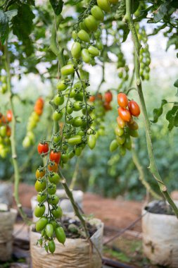 Akıllı tarım teknikleri hidroponik salata teknolojisi domates kırmızısı yeşil taze sürdürülebilir tarım sağlama sağlıklı beslenme desteği yerel çiftçiler gmo olmayan