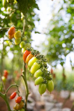 Akıllı tarım teknikleri hidroponik salata teknolojisi domates kırmızısı yeşil taze sürdürülebilir tarım sağlama sağlıklı beslenme desteği yerel çiftçiler gmo olmayan