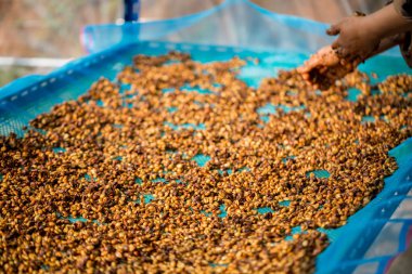 Akıllı çiftçi tekniklerini kapatın kahve makineleri kızartma aletleri kuru güneş ışınları güneş ışığı güneş ışığı taze bahçe tarımı çiftçi kavramı çiftliği arka planını bulanıklaştırıyor