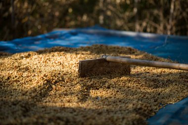 Akıllı çiftçilik teknikleri, kızartma makineleri kahve, güneş ışığı, güneş ışığı, güneş ışığı, tarım, çiftçi kavramını destekliyor.