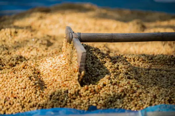 Akıllı çiftçilik teknikleri, kızartma makineleri kahve, güneş ışığı, güneş ışığı, güneş ışığı, tarım, çiftçi kavramını destekliyor.