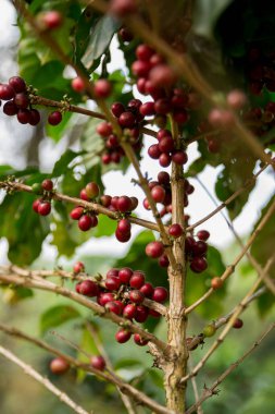 Çiftçi konsepti meyveli kahve tohumu robusta arabica üzümü. Taze yeşil yapraklı fasulye. Turuncu ekin sarı böğürtlen.