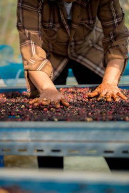 Akıllı çiftçi tekniklerini kapatın kahve makineleri kızartma aletleri kuru güneş ışınları güneş ışığı güneş ışığı taze bahçe tarımı çiftçi kavramı çiftliği arka planını bulanıklaştırıyor