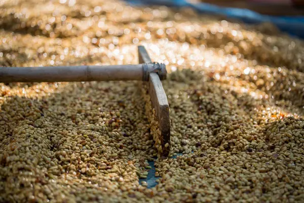 Akıllı çiftçilik teknikleri, kızartma makineleri kahve, güneş ışığı, güneş ışığı, güneş ışığı, tarım, çiftçi kavramını destekliyor.