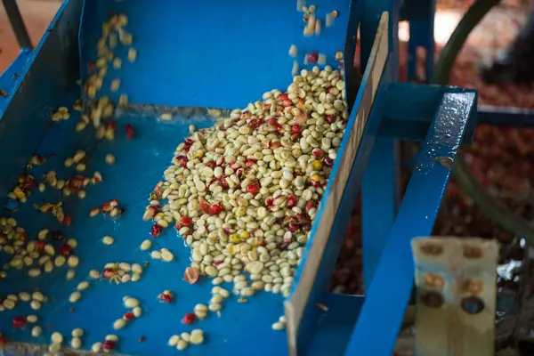 Akıllı çiftçilik teknikleri, kızartma makineleri kahve, güneş ışığı, güneş ışığı, güneş ışığı, tarım, çiftçi kavramını destekliyor.