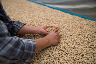 Çiftçi konsepti. Olgun kahve tohumu. Robusta arabica üzümü. Taze yeşil yaprak çekirdeği.