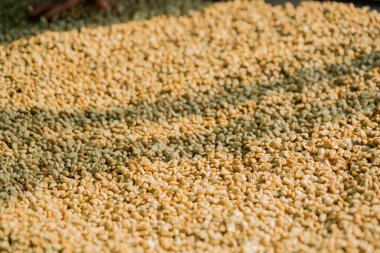 Akıllı çiftçilik teknikleri, kızartma makineleri kahve, güneş ışığı, güneş ışığı, güneş ışığı, tarım, çiftçi kavramını destekliyor.