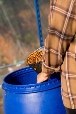 Akıllı çiftçi tekniklerini kapatın kahve makineleri kızartma aletleri kuru güneş ışınları güneş ışığı güneş ışığı taze bahçe tarımı çiftçi kavramı çiftliği arka planını bulanıklaştırıyor