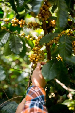 Çiftçi konsepti hasadı el hasadı kahve tohumu robusta arabica üzümü taze yeşil yaprak fasulyesi toplanıyor turuncu ekin sarısı böğürtlen toplanıyor ham bitki ağacı yetiştirme arka planı bulanık organik bahçe