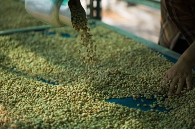 Akıllı çiftçi tekniklerini kapatın kahve makineleri kızartma aletleri kuru güneş ışınları güneş ışığı güneş ışığı taze bahçe tarımı çiftçi kavramı çiftliği arka planını bulanıklaştırıyor