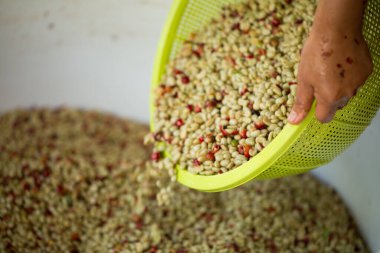 Akıllı çiftçi tekniklerini kapatın kahve makineleri kızartma aletleri kuru güneş ışınları güneş ışığı güneş ışığı taze bahçe tarımı çiftçi kavramı çiftliği arka planını bulanıklaştırıyor