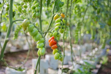 Akıllı tarım teknikleri hidroponik salata teknolojisi domates kırmızısı yeşil taze sürdürülebilir tarım sağlama sağlıklı beslenme desteği yerel çiftçiler gmo olmayan