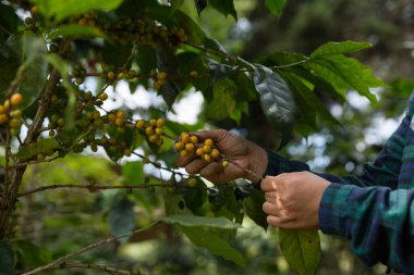 Çiftçi konsepti hasadı el hasadı kahve tohumu robusta arabica üzümü taze yeşil yaprak fasulyesi toplanıyor turuncu ekin sarısı böğürtlen toplanıyor ham bitki ağacı yetiştirme arka planı bulanık organik bahçe
