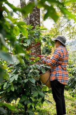 Çiftçi konsepti hasadı el hasadı kahve tohumu robusta arabica üzümü taze yeşil yaprak fasulyesi toplanıyor turuncu ekin sarısı böğürtlen toplanıyor ham bitki ağacı yetiştirme arka planı bulanık organik bahçe