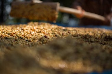 Akıllı çiftçi tekniklerini kapatın kahve makineleri kızartma aletleri kuru güneş ışınları güneş ışığı güneş ışığı taze bahçe tarımı çiftçi kavramı çiftliği arka planını bulanıklaştırıyor