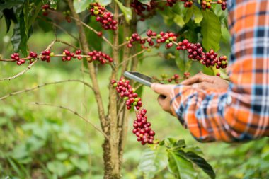 Çiftçi konsepti hasadı el hasadı kahve tohumu robusta arabica üzümü taze yeşil yaprak fasulyesi toplanıyor turuncu ekin sarısı böğürtlen toplanıyor ham bitki ağacı yetiştirme arka planı bulanık organik bahçe