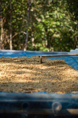 Akıllı çiftçilik teknikleri, kızartma makineleri kahve, güneş ışığı, güneş ışığı, güneş ışığı, tarım, çiftçi kavramını destekliyor.