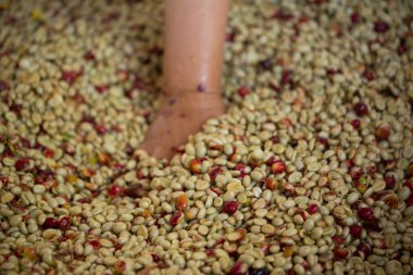 Akıllı çiftçi tekniklerini kapatın kahve makineleri kızartma aletleri kuru güneş ışınları güneş ışığı güneş ışığı taze bahçe tarımı çiftçi kavramı çiftliği arka planını bulanıklaştırıyor