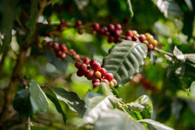 Çiftçi konsepti meyveli kahve tohumu robusta arabica üzümü. Taze yeşil yapraklı fasulye. Turuncu ekin sarı böğürtlen.