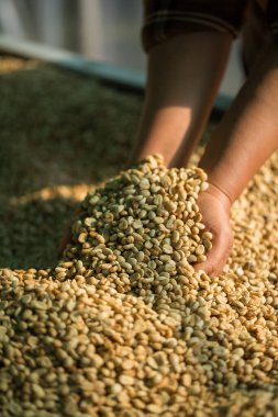 Akıllı çiftçi tekniklerini kapatın kahve makineleri kızartma aletleri kuru güneş ışınları güneş ışığı güneş ışığı taze bahçe tarımı çiftçi kavramı çiftliği arka planını bulanıklaştırıyor