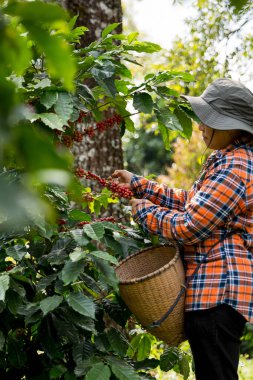 Çiftçi konsepti hasadı el hasadı kahve tohumu robusta arabica üzümü taze yeşil yaprak fasulyesi toplanıyor turuncu ekin sarısı böğürtlen toplanıyor ham bitki ağacı yetiştirme arka planı bulanık organik bahçe