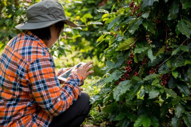 Çiftçi konsepti hasadı el hasadı kahve tohumu robusta arabica üzümü taze yeşil yaprak fasulyesi toplanıyor turuncu ekin sarısı böğürtlen toplanıyor ham bitki ağacı yetiştirme arka planı bulanık organik bahçe