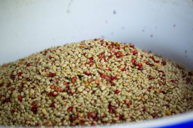 Akıllı çiftçilik teknikleri, kızartma makineleri kahve, güneş ışığı, güneş ışığı, güneş ışığı, tarım, çiftçi kavramını destekliyor.