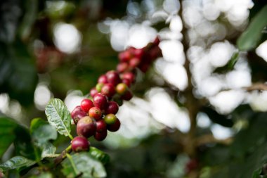 Çiftçi konsepti meyveli kahve tohumu robusta arabica üzümü. Taze yeşil yapraklı fasulye. Turuncu ekin sarı böğürtlen.