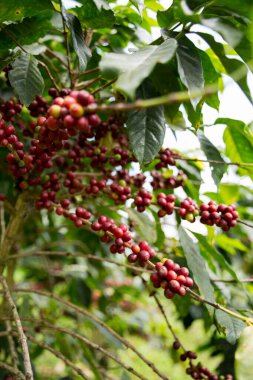 Çiftçi konsepti meyveli kahve tohumu robusta arabica üzümü. Taze yeşil yapraklı fasulye. Turuncu ekin sarı böğürtlen.