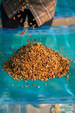 Akıllı çiftçi tekniklerini kapatın kahve makineleri kızartma aletleri kuru güneş ışınları güneş ışığı güneş ışığı taze bahçe tarımı çiftçi kavramı çiftliği arka planını bulanıklaştırıyor