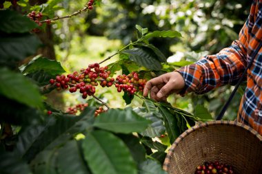 Çiftçi konsepti hasadı el hasadı kahve tohumu robusta arabica üzümü taze yeşil yaprak fasulyesi toplanıyor turuncu ekin sarısı böğürtlen toplanıyor ham bitki ağacı yetiştirme arka planı bulanık organik bahçe