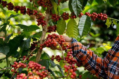 Çiftçi konsepti hasadı el hasadı kahve tohumu robusta arabica üzümü taze yeşil yaprak fasulyesi toplanıyor turuncu ekin sarısı böğürtlen toplanıyor ham bitki ağacı yetiştirme arka planı bulanık organik bahçe
