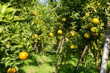 İş dünyasının doğası narenciye bahçesinin etrafında dönüyor. Portakal ağacı büyüyor, canlı, organik yapraklar sersemletici bir zemin oluşturuyor, dallarla dolu gelişen yeşil bir bahçe.