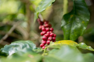 Çiftçi konsepti meyveli kahve tohumu robusta arabica üzümü. Taze yeşil yapraklı fasulye. Turuncu ekin sarı böğürtlen.