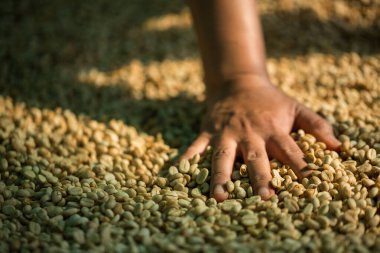 Akıllı çiftçi tekniklerini kapatın kahve makineleri kızartma aletleri kuru güneş ışınları güneş ışığı güneş ışığı taze bahçe tarımı çiftçi kavramı çiftliği arka planını bulanıklaştırıyor