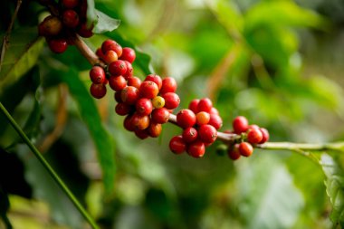Çiftçi konsepti meyveli kahve tohumu robusta arabica üzümü. Taze yeşil yapraklı fasulye. Turuncu ekin sarı böğürtlen.
