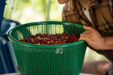 Akıllı çiftçi tekniklerini kapatın kahve makineleri kızartma aletleri kuru güneş ışınları güneş ışığı güneş ışığı taze bahçe tarımı çiftçi kavramı çiftliği arka planını bulanıklaştırıyor