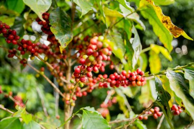 Çiftçi konsepti meyveli kahve tohumu robusta arabica üzümü. Taze yeşil yapraklı fasulye. Turuncu ekin sarı böğürtlen.