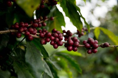 Çiftçi konsepti meyveli kahve tohumu robusta arabica üzümü. Taze yeşil yapraklı fasulye. Turuncu ekin sarı böğürtlen.
