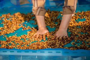 Akıllı çiftçi tekniklerini kapatın kahve makineleri kızartma aletleri kuru güneş ışınları güneş ışığı güneş ışığı taze bahçe tarımı çiftçi kavramı çiftliği arka planını bulanıklaştırıyor