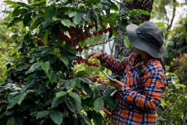 Çiftçi konsepti hasadı el hasadı kahve tohumu robusta arabica üzümü taze yeşil yaprak fasulyesi toplanıyor turuncu ekin sarısı böğürtlen toplanıyor ham bitki ağacı yetiştirme arka planı bulanık organik bahçe