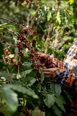Çiftçi konsepti hasadı el hasadı kahve tohumu robusta arabica üzümü taze yeşil yaprak fasulyesi toplanıyor turuncu ekin sarısı böğürtlen toplanıyor ham bitki ağacı yetiştirme arka planı bulanık organik bahçe