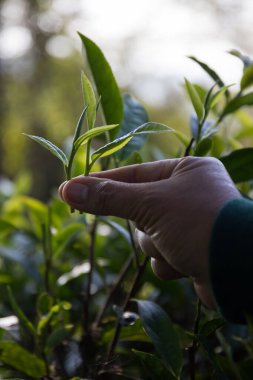 Taze yeşil çay hasadı üzerine kurulu iş konsepti organik çiftliği yeşil bahçeli sağlıklı bitki ağacı yapraklı eko bitkisel çiftçi yaprağı bulanık bitki örtüsü doğal bitkisel bitki örtüsü