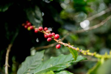 Çiftçi konsepti meyveli kahve tohumu robusta arabica üzümü. Taze yeşil yapraklı fasulye. Turuncu ekin sarı böğürtlen.