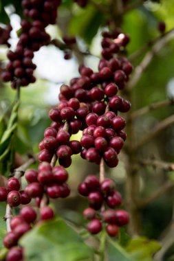Çiftçi konsepti meyveli kahve tohumu robusta arabica üzümü. Taze yeşil yapraklı fasulye. Turuncu ekin sarı böğürtlen.